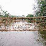 Un pont de corde tressé traditionnel enjambe une rivière tranquille, flanquée d'une verdure luxuriante dans ce qui semble être une forêt dense en Côte d'Ivoire.