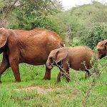 Un troupeau d'éléphants marchant dans une forêt verdoyante en Côte d'Ivoire, l'éléphant de tête portant une branche dans sa trompe.