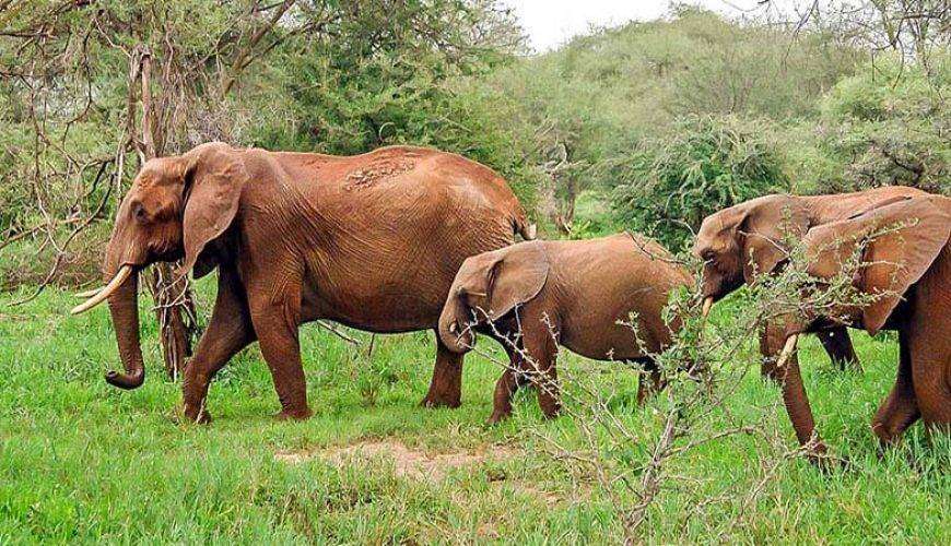 Un troupeau d'éléphants marchant dans une forêt verdoyante en Côte d'Ivoire, l'éléphant de tête portant une branche dans sa trompe.