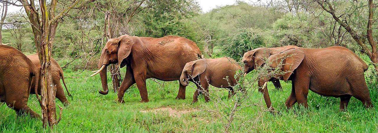 Un troupeau d'éléphants marchant dans une forêt verdoyante en Côte d'Ivoire, l'éléphant de tête portant une branche dans sa trompe.