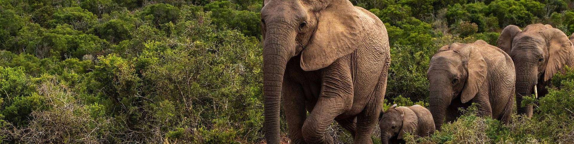 Une file d'éléphants parcourant un paysage verdoyant et luxuriant en Côte d'Ivoire, avec l'éléphant de tête bien en vue, mettant en valeur sa peau texturée et ses grandes défenses.