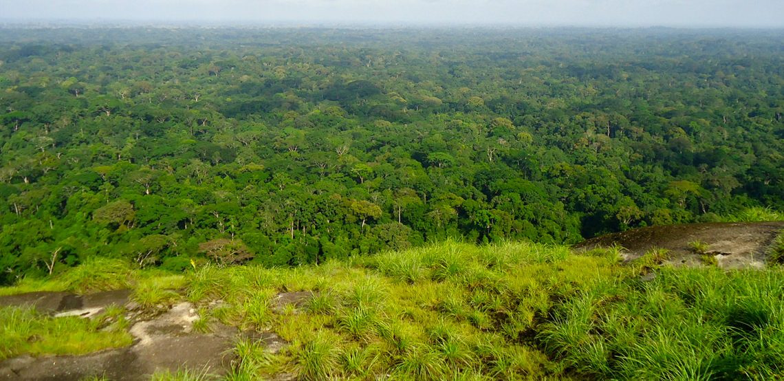 Le Parc national de Tai 1140x660 2 e1700643079899