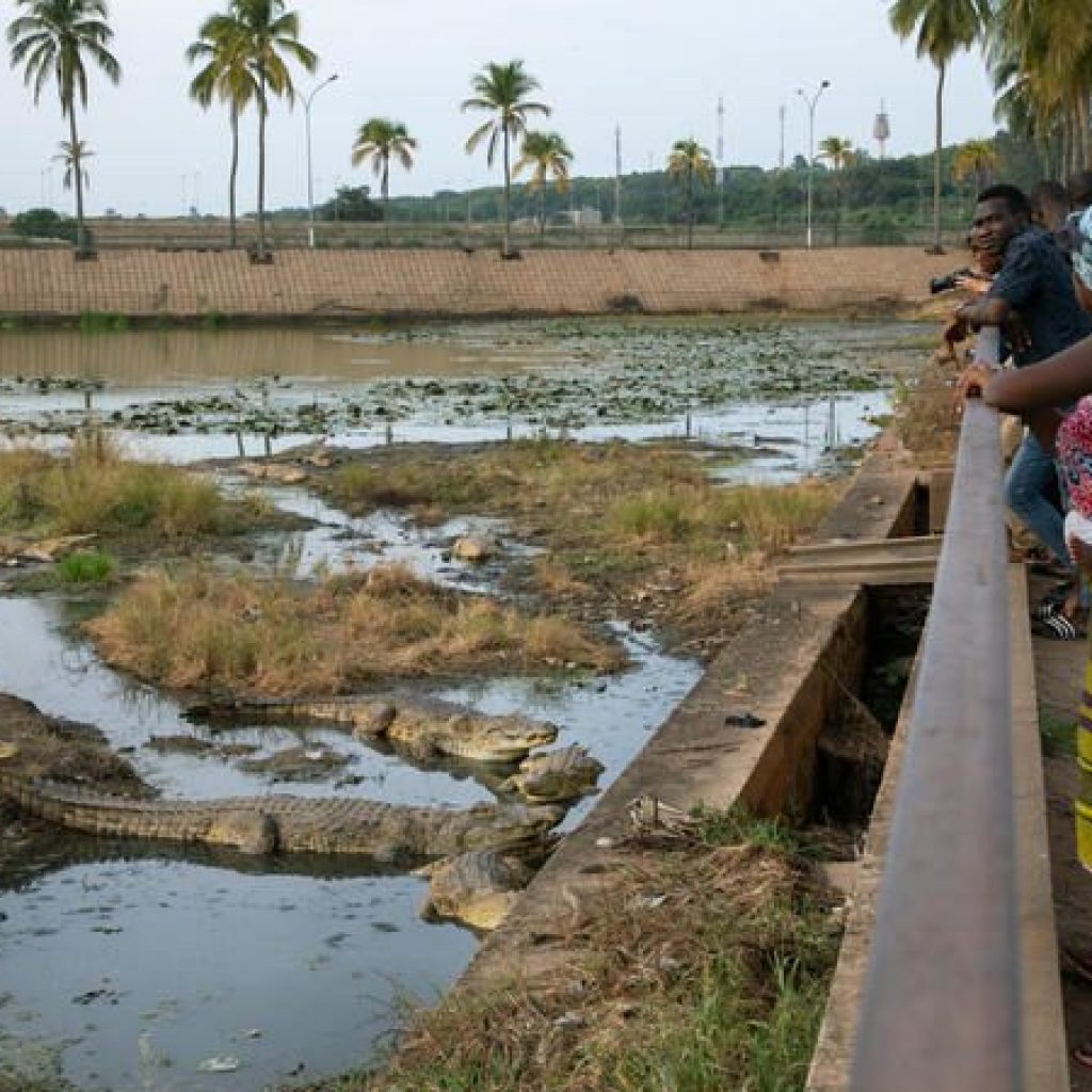 crocodile de yamoussoukro