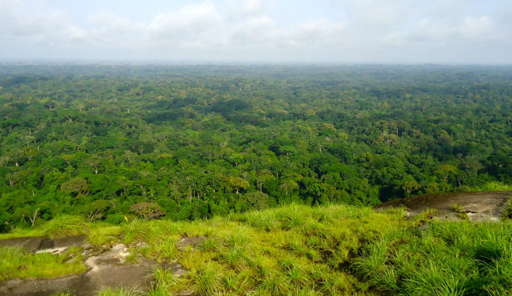 Le Parc national de Tai 1140x660 1