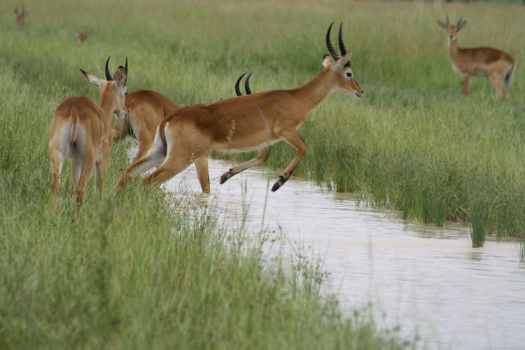 Les reserves de faune de la Comoe et du Bouna