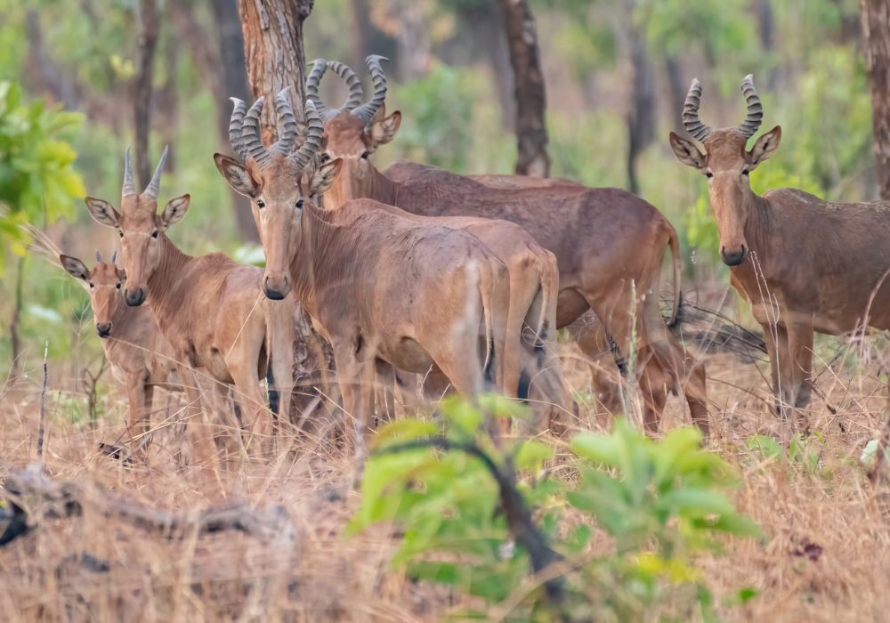 Parc national de la Comoe le plus grand de Cote dIvoire