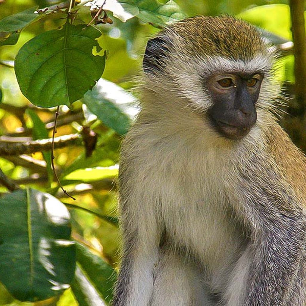 primate parc banco