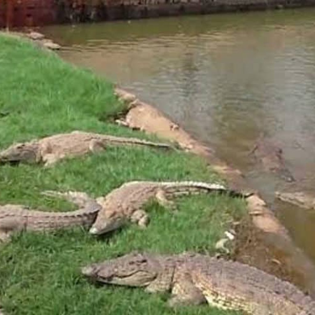 découvrez yamoussoukro, la capitale politique de la côte d'ivoire, et explorez le mystérieux lac aux caïmans. cet endroit unique vous invite à observer la faune locale dans un cadre naturel exceptionnel, alliant tranquillité et aventure.