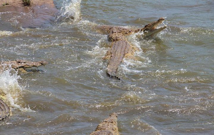 découvrez yamoussoukro, la capitale politique de la côte d'ivoire, et explorez le mystérieux lac aux caïmans. plongez dans un cadre naturel exceptionnel où la biodiversité s'épanouit au cœur d'une destination riche en culture et en histoire.
